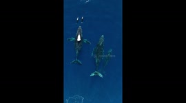 Gorgeous Drone Footage of Migrating Humpback Whales