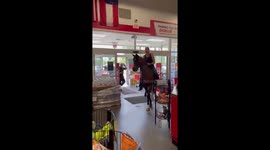 Shopping With Our Arabian Horses