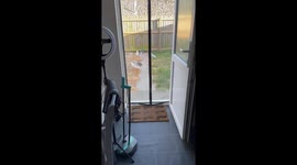 Dog Chases Seagulls Out of Yard