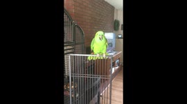 Shamrock Is One Smart Parrot