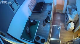 Playful Frenchie Startles Friends