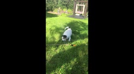 Playing with the waterhose on a warm summer day