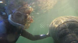 Florida woman has friendly diving encounter with manatees