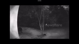 Bear Chews On Security Camera