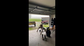 Sad Dog Sits in the Rain