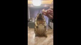 Groundhog's eggcellent hat trick: a whimsical lunchtime surprise!