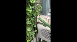 Feeding the fierce: a mother cat's protective growls caught on camera