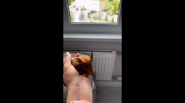 Interspecies encounter: squirrel startles seagull, revealing unfriendly neighborhood dynamics