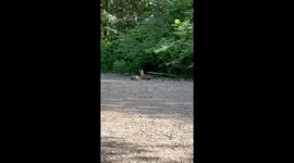 Stoat Runs Along Path With Its Prey