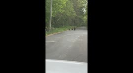 Mama Bear and Cubs Spotted on Road