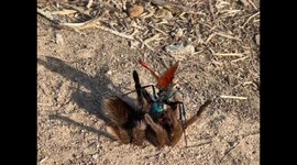 Tarantula Hawk Takes Down Tarantula