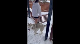 Husky Refuses to Come Inside After a Fresh Snowfall