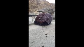 Red Abalone Walking Time Lapse