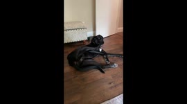 Puppy Nibbles on Her Own Foot