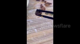 Controversy as diner claims to find MOUSE HEAD in university canteen meal