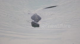 Water Monitor Lizard from Indian Sundarbans