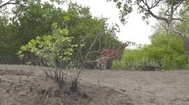 Spotted deer from Indian Sundarbans grazing on the mangrove shrubs.