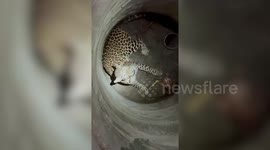 Forest officials rescue leopard that fell into 20-foot-deep well in India