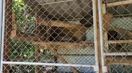 Python caught after devouring civet at coffee plantation in Thailand