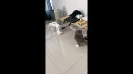 Cat chaos: Cuppa's tabletop tumble sends plate shattering!