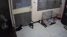 Smart pet cat locks door latch for the night