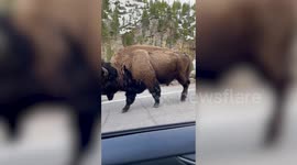 Wild bison pair stops traffic along cliffside road in Yellowstone National Park