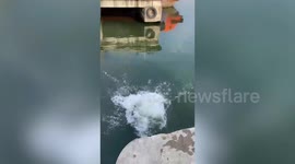 Royal Navy officers jump into sea to save drowning puppy in Malaysia