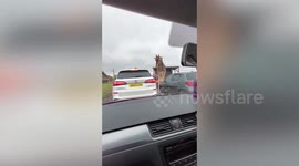 Giraffe eats snacks from driver's hand at safari park in England