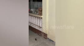 Adorable pet Shih Tzu smiles widely as owner greets him