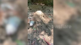 Adorable pet dogs sleep while owners playfully bury them in sand