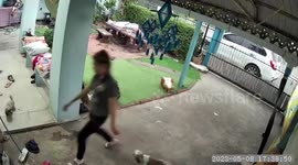 Frantic house owner chases monitor lizard with broom while Shih Tzu dogs stand guard