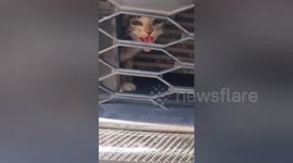 Hapless kitten stuck inside car's front bumper rescued