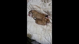 Snoring Puppies