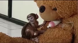 Orphaned baby monkey thinks giant teddy bear is its mum and clings to soft toy