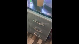 Cat Naps in Utensil Drawer