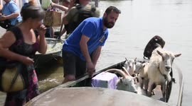 Animals and pets rescued as 29 towns flooded after Kakhovka dam was breached
