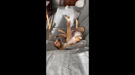 Dog Stretches Out to Sleep