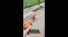 Owls Protect Their Nest From Dog Playing Fetch