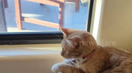 A Peaceful Bobcat Visitor