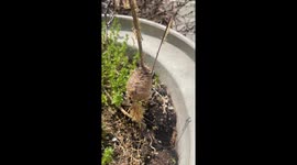 Praying Mantis Egg Sac Hatches
