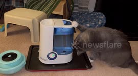 Watson the Cat Loves Humidifier Bubbles