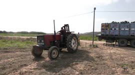Palestinian farmers harvest watermelons during the harvest season, in Beit Lahia in the northern of Gaza strip