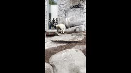 Polar Bear Hesitates to Jump In Water