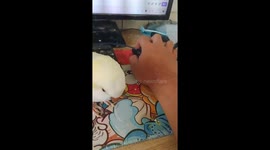 Little Bird Wants to Be Close to His Owner