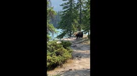 Hiker Watches Grizzly Bear Take a Bath in Lake