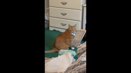 Sneezes Are Not Allowed In This Household