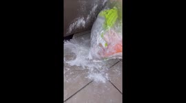 When Your Dachshund Puppy Wants to Bake a Cake