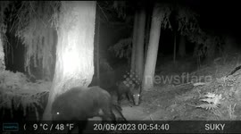 Itchy Boars Take Turns