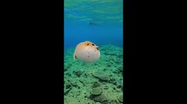 Pufferfish Bounces Against Camera