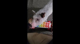 Pig Plays Songs on Xylophone Toy